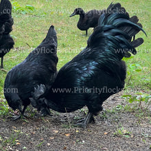 Load image into Gallery viewer, Ayam Cemani (Gallus gallus)