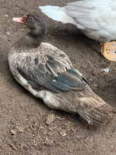 Load image into Gallery viewer, Muscovy - Bronze/Lilac (Duckling)