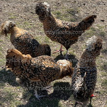 Load image into Gallery viewer, Candy Corn Polish (Gallus gallus)