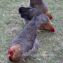 Load image into Gallery viewer, German Bielefelder (Gallus gallus)