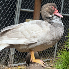 Load image into Gallery viewer, Muscovy - Bronze/Lilac (Duckling)