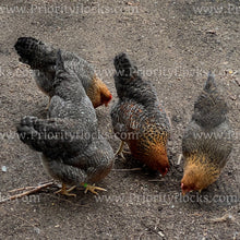 Load image into Gallery viewer, German Bielefelder (Gallus gallus)