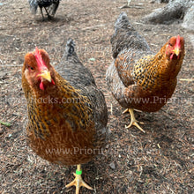 Load image into Gallery viewer, German Bielefelder (Gallus gallus)