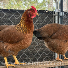 Load image into Gallery viewer, Welsummer - Hatching Eggs