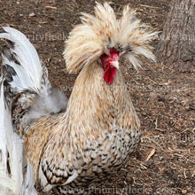 Load image into Gallery viewer, Candy Corn Polish (Gallus gallus)