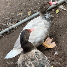 Load image into Gallery viewer, Muscovy - Bronze/Lilac (Duckling)