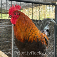 Load image into Gallery viewer, Black Copper Maran - Day Old Chick