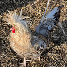 Load image into Gallery viewer, Candy Corn Polish (Gallus gallus)