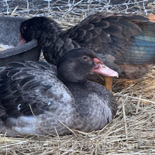 Load image into Gallery viewer, Muscovy - Bronze/Lilac (Duckling)