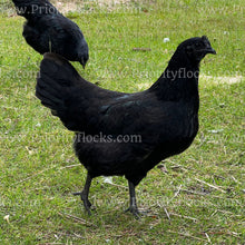 Load image into Gallery viewer, Ayam Cemani (Gallus gallus)