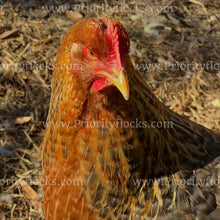 Load image into Gallery viewer, German Bielefelder (Gallus gallus)