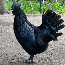 Load image into Gallery viewer, Ayam Cemani - Day old Chick
