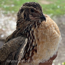Load image into Gallery viewer, Jumbo Coturnix Quail (Feather Sexable) Hatching Eggs