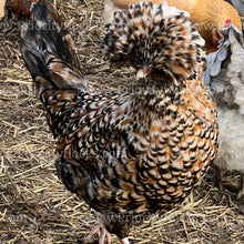 Load image into Gallery viewer, Candy Corn Polish (Gallus gallus)