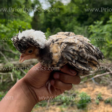 Load image into Gallery viewer, Candy Corn Polish (Gallus gallus)