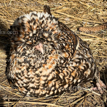 Load image into Gallery viewer, Candy Corn Polish (Gallus gallus)