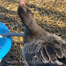 Load image into Gallery viewer, Muscovy - Bronze/Lilac (Duckling)