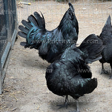 Load image into Gallery viewer, Ayam Cemani (Gallus gallus)