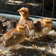 Load image into Gallery viewer, German Bielefelder (Gallus gallus)