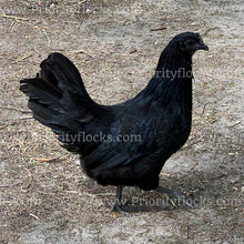 Load image into Gallery viewer, Ayam Cemani (Gallus gallus)