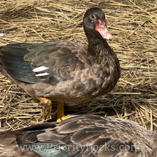 Load image into Gallery viewer, Muscovy - Bronze/Lilac (Duckling)