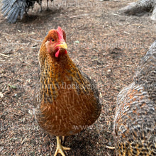 Load image into Gallery viewer, German Bielefelder (Gallus gallus)