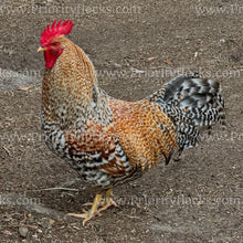 Load image into Gallery viewer, German Bielefelder (Gallus gallus)