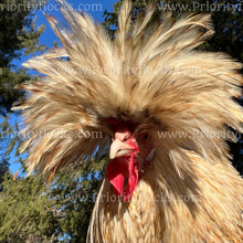 Load image into Gallery viewer, Candy Corn Polish (Gallus gallus)