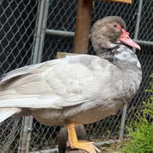 Load image into Gallery viewer, Muscovy - Bronze/Lilac (Duckling)