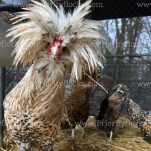 Load image into Gallery viewer, Candy Corn Polish (Gallus gallus)