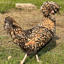 Load image into Gallery viewer, Candy Corn Polish (Gallus gallus)