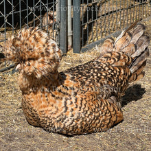 Load image into Gallery viewer, Candy Corn Polish (Gallus gallus)