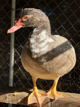 Load image into Gallery viewer, Muscovy - Bronze/Lilac (Duckling)
