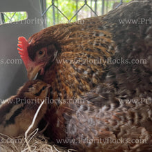 Load image into Gallery viewer, German Bielefelder (Gallus gallus)