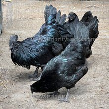 Load image into Gallery viewer, Ayam Cemani (Gallus gallus)