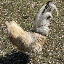 Load image into Gallery viewer, Candy Corn Polish (Gallus gallus)