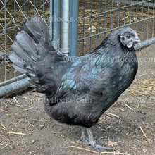 Load image into Gallery viewer, Ayam Cemani (Gallus gallus)