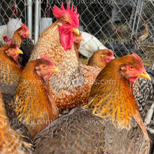 Load image into Gallery viewer, German Bielefelder (Gallus gallus)