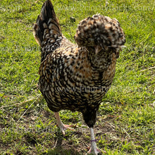 Load image into Gallery viewer, Candy Corn Polish (Gallus gallus)