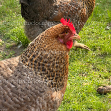 Load image into Gallery viewer, German Bielefelder (Gallus gallus)
