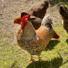 Load image into Gallery viewer, German Bielefelder (Gallus gallus)