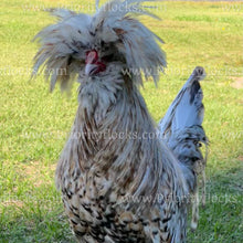 Load image into Gallery viewer, Candy Corn Polish (Gallus gallus)