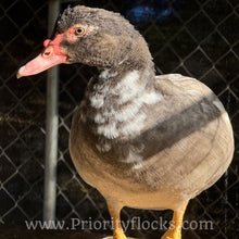 Load image into Gallery viewer, Muscovy - Bronze/Lilac (Duckling)