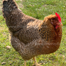 Load image into Gallery viewer, German Bielefelder (Gallus gallus)