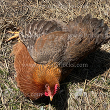 Load image into Gallery viewer, German Bielefelder (Gallus gallus)