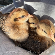 Load image into Gallery viewer, German Bielefelder (Auto Sexed) - Hatching Eggs