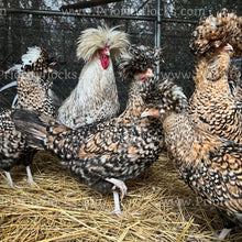 Load image into Gallery viewer, Candy Corn Polish (Gallus gallus)