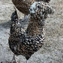 Load image into Gallery viewer, Candy Corn Polish (Gallus gallus)