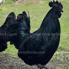 Load image into Gallery viewer, Ayam Cemani (Gallus gallus)
