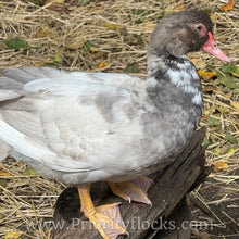 Load image into Gallery viewer, Muscovy - Bronze/Lilac (Duckling)